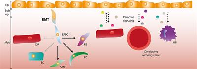 Epicardial Contribution to the Developing and Injured Heart: Exploring the Cellular Composition of the Epicardium